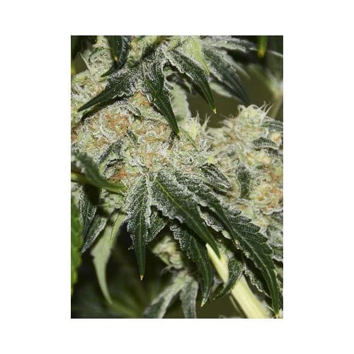 Image 7 of Gorilla Candy cannabis by Eva Seeds – Indoor-friendly – Large yield – Spicy – Seed City