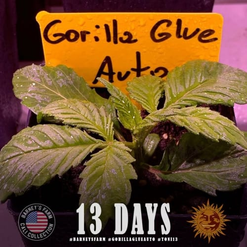 Image 5 of Gorilla Auto cannabis by Barneys Farm Seeds – Super Strength – Outdoor – Female seeds – Seed City