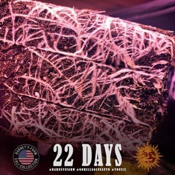 showing Dairy – High Yielding – Super Strength – image 3 – Seed City