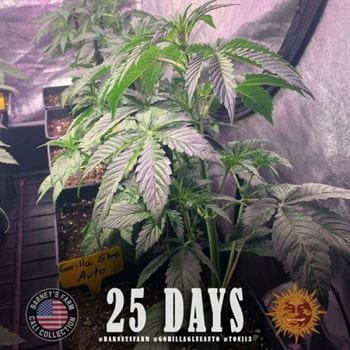 Gorilla Auto from Barneys Farm Seeds