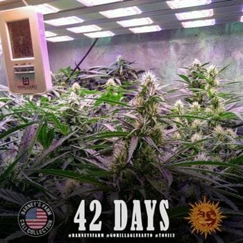 Female seeds – Dairy – Auto-Flowering – Gorilla Auto strain – image 2 – from Barneys Farm Seeds via Seed City