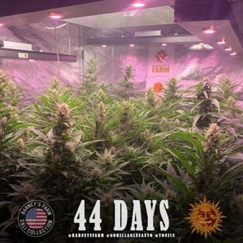 showing Super Strength – Outdoor – Auto-Flowering – image 1 – Seed City