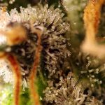 Gorilla Sherbet F1 Fast Version by Sweet Seeds – Female seeds – Indica-heavy – Sweet – image 2 – Seed City