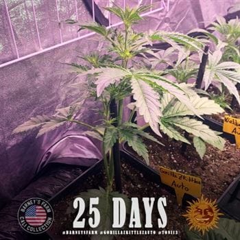 showing Super Strength – Auto-Flowering – Uplifting – image 6 – Seed City