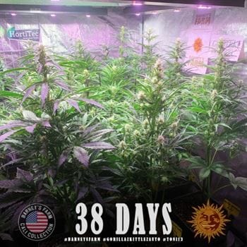 Gorilla Zkittlez Auto from Barneys Farm Seeds