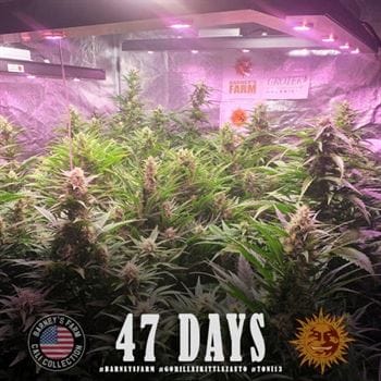 Gorilla Zkittlez Auto cannabis seeds – Outdoor cultivation – Mostly Indica – Uplifting – image 5 from Seed City