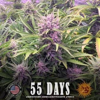 Berry – Auto-Flowering – Super Strength – Gorilla Zkittlez Auto strain – image 4 – from Barneys Farm Seeds via Seed City