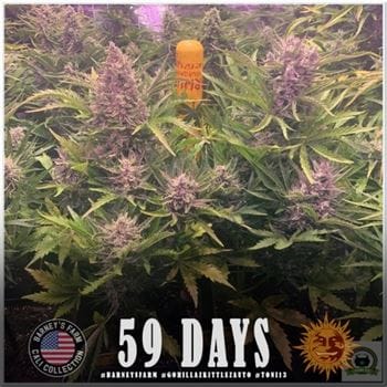 Gorilla Zkittlez Auto cannabis seeds – Uplifting – Mostly Indica – Resistant to Pests – image 3 from Seed City