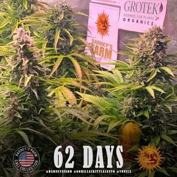 Gorilla Zkittlez Auto by Barneys Farm Seeds – Mostly Indica – Auto-Flowering – Uplifting – image 2 – Seed City