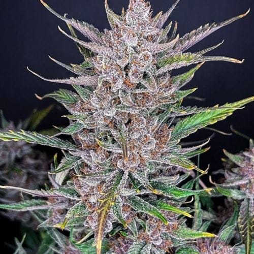 showing Auto-Flowering – Super Strength – Sweet – image 1 – Seed City