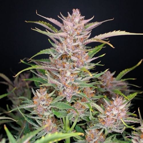 Gorilla Punch Auto by FastBuds – Indica Dominant – Female seeds – Resistant to Mould – image 2 – Seed City