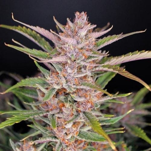 Gorilla Punch Auto by FastBuds – Indoor-friendly – Indica Dominant – Super Strength – image 3 – Seed City