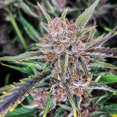 Gorilla Punch Auto by FastBuds – Sweet – Auto-Flowering – Female seeds – image 4 – Seed City