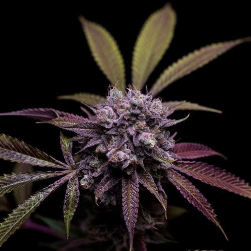 Image 2 of 78 Tenzin #4 cannabis by Green Bodhi Seeds – Sour – 50% Indica/50% Sativa – 12/12 Photoperiod – Seed City
