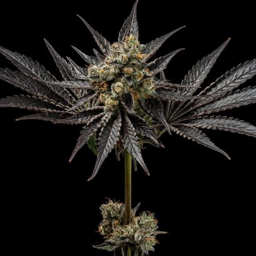 showing Orange – Regular – Outdoor cultivation – image 4 – Seed City