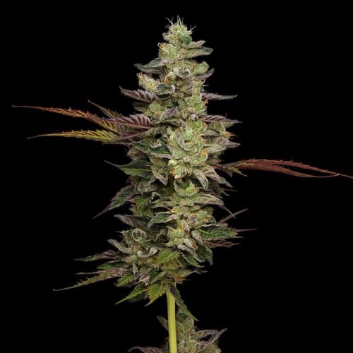 Purple Afghan Kush from Green Bodhi Seeds