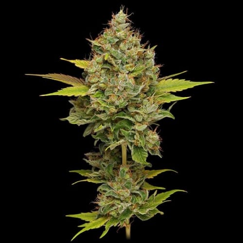 Hazy Lights by Green Bodhi Seeds – Fuel – Relaxing – Indoor – image 3 – Seed City