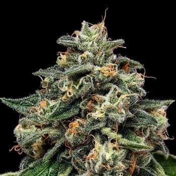 showing Citrus – Good for outdoor grow – Regular – image 1 – Seed City