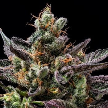 Image 2 of Northern Lemons cannabis by Green Bodhi Seeds – 12/12 Photoperiod – Fuel – Outdoor cultivation – Seed City