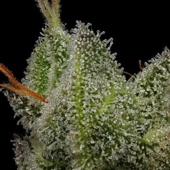 Northern Lights OG by Green Bodhi Seeds – Fuel – 12/12 Photoperiod – Suited for indoor growing – image 2 – Seed City