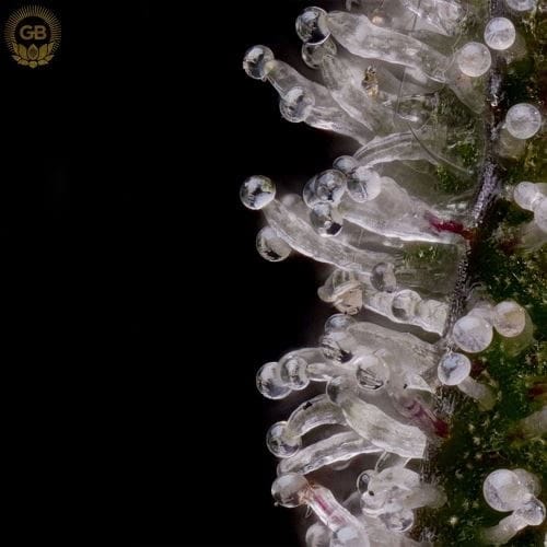 Platinum Affie 78 from Green Bodhi Seeds