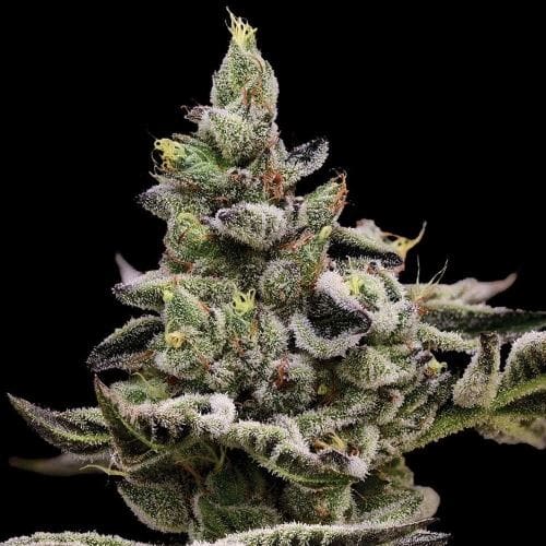 showing 50% Indica/50% Sativa – Indoor-friendly – Fuel – image 2 – Seed City