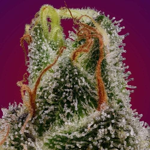 Platinum Affie 78 by Green Bodhi Seeds – 50% Indica/50% Sativa – Fuel – 12/12 Photoperiod – image 3 – Seed City