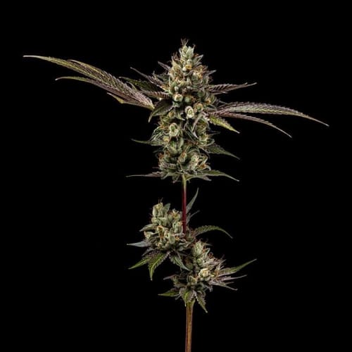 Image 4 of Northern Lights OG cannabis by Green Bodhi Seeds – Regular – Suited for indoor growing – Fuel – Seed City