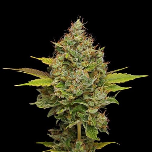 Hazy Lights by Green Bodhi Seeds – Indoor – Relaxing – Indica Dominant – image 2 – Seed City