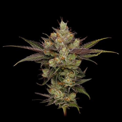 Northern Lights OG cannabis seeds – Mostly Indica – Fuel – Regular – image 3 from Seed City