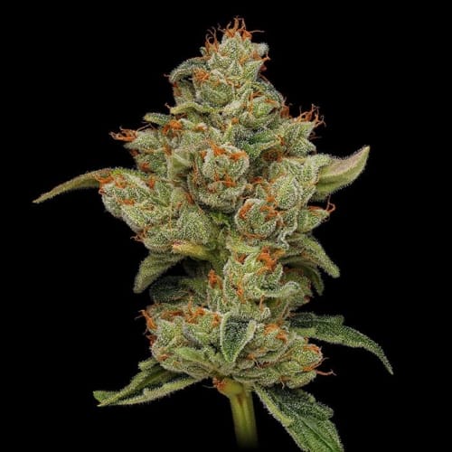 Sour Best Afghani by Green Bodhi Seeds – 12/12 Photoperiod – Regular – Good for outdoor grow – image 2 – Seed City