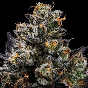 Image 5 of Purple Afghan Kush cannabis by Green Bodhi Seeds – Outdoor cultivation – Regular – Mostly Indica – Seed City
