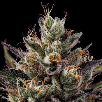 Northern Lights OG by Green Bodhi Seeds – Mostly Indica – Fuel – 12/12 Photoperiod – image 5 – Seed City