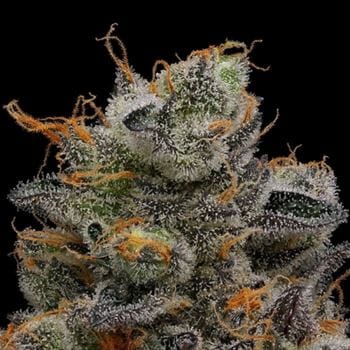 Purple Afghan Kush by Green Bodhi Seeds – Regular – Orange – Outdoor cultivation – image 2 – Seed City