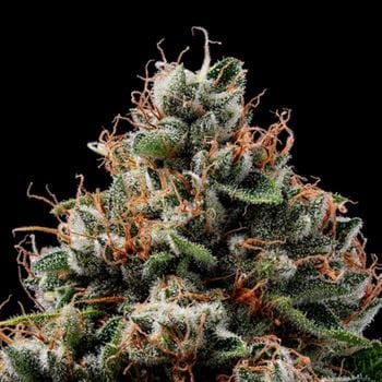 Mostly Indica – 12/12 Photoperiod – Gassy – Sour Best Afghani strain – image 3 – from Green Bodhi Seeds via Seed City