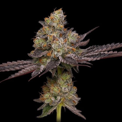 Purple Afghan Kush cannabis seeds – Regular – Mostly Indica – Orange – image 6 from Seed City