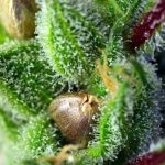 Green Poison cannabis seeds – Indica Dominant – The End of September – Fruity – image 2 from Seed City