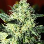 Green Poison by Sweet Seeds – 12/12 Photoperiod – Excellent harvest potential – Female seeds – image 3 – Seed City