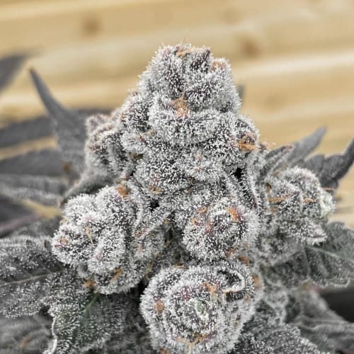 Strawberry Gummies cannabis seeds – 50% Indica/50% Sativa – Fruity – Guaranteed female plants – image 2 from Seed City