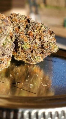 Gushers Fast Flowering by Humboldt Seed Organisation – Gassy – Female seeds – Indica-heavy – image 2 – Seed City