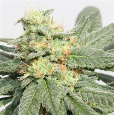 HashTonic from Ace Seed bank