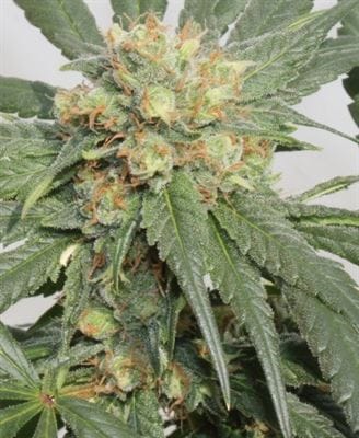 showing Mostly Indica – Beginning of September – Piney – image 3 – Seed City
