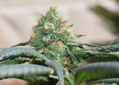 Outdoor cultivation – High CBD – Feminized – HashTonic strain – image 4 – from Ace Seed bank via Seed City