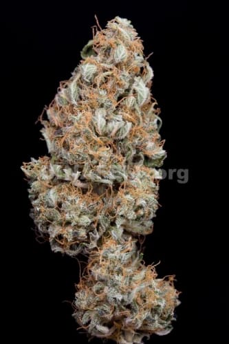 Haze Autoflowering CBD cannabis seeds – Outdoor – Mostly Sativa – High CBD – image 2 from Seed City