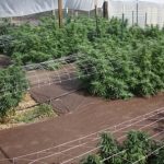 showing Female seeds – Citrus – Relaxing – image 7 – Seed City