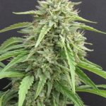 Hippie Killer by Seedism Seeds – Relaxing – 50% Indica/50% Sativa – Excellent harvest potential – image 5 – Seed City