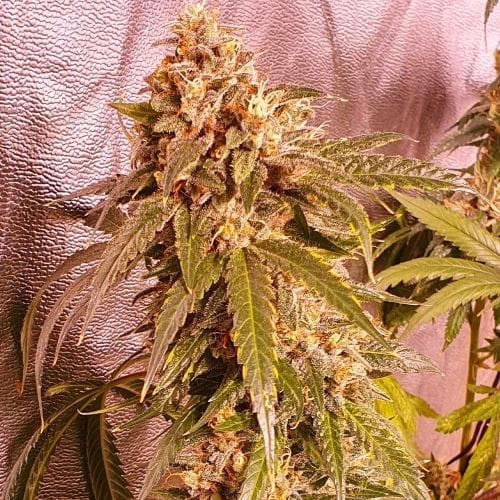 12/12 Photoperiod – Banana – Indoor-friendly – Banana Double Mac strain – image 2 – from Holy Smoke Seeds via Seed City