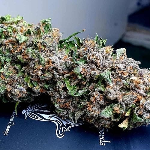 DnB cannabis seeds – Female seeds – Suited for indoor growing – 50% Indica/50% Sativa – image 2 from Seed City