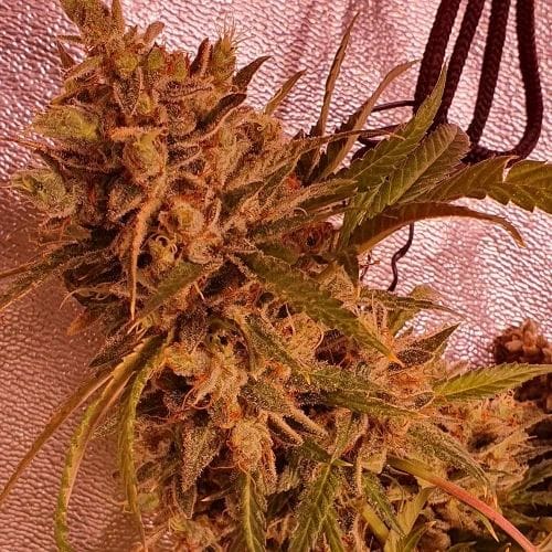 Image 2 of Gold Teeth cannabis by Holy Smoke Seeds – Outdoor cultivation – Social – Feminized – Seed City