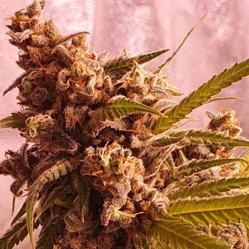 Gold Teeth from Holy Smoke Seeds